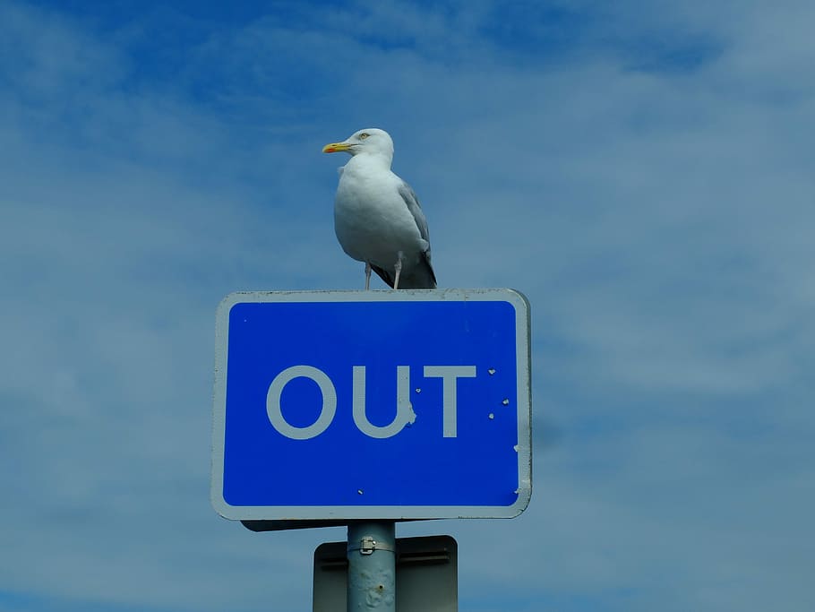 Seagull, Blue, Water, Water Bird, Clouds, animal, blue sky HD wallpaper