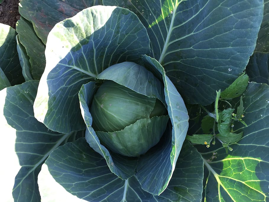 cabbage, organic, vegetables, farm, fresh, healthy, green, natural HD wallpaper