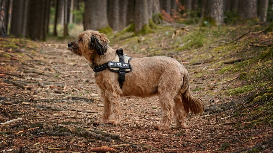 dog, pet, head, attention, look, nature, forest, animal portrait HD wallpaper