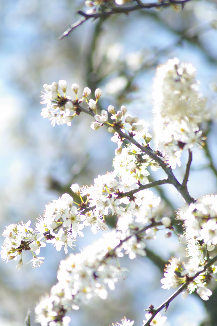 summer, blossom, bloom, flower, plant, spring, white, nature HD wallpaper