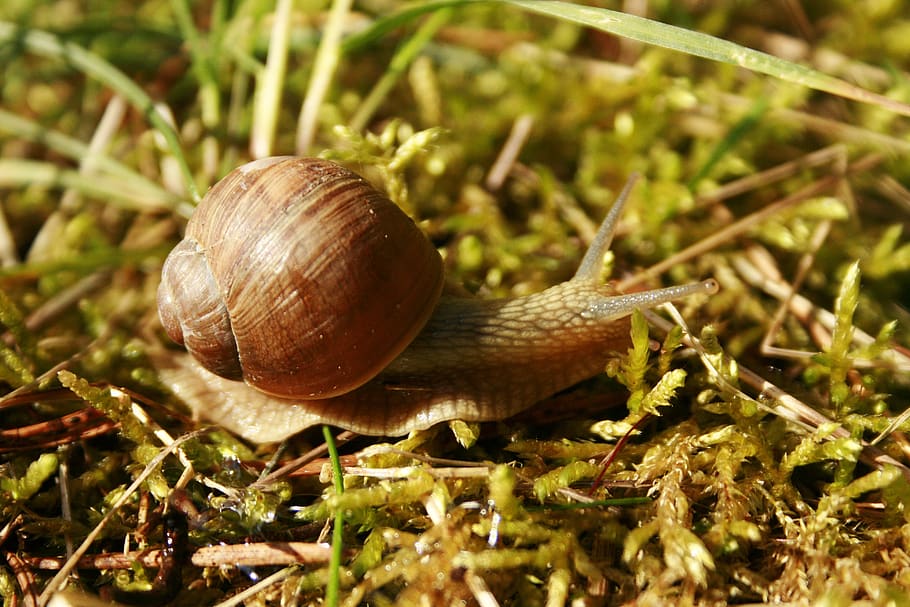 slow, slippery, snail, brzuchonóg, nature, invertebrates, crustaceans, HD wallpaper