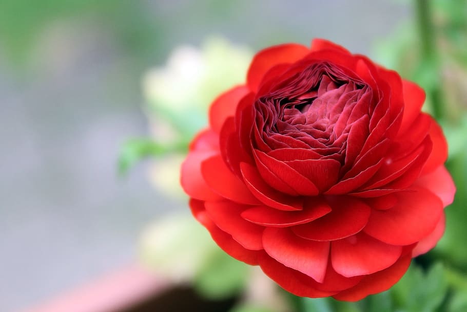 Ranunculus, Blossom, Bloom, red, spring flower, plant, ranunculaceae HD wallpaper