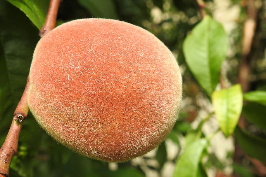 peach, peach tree, fruit, eat, close-up, food, freshness, food and drink HD wallpaper