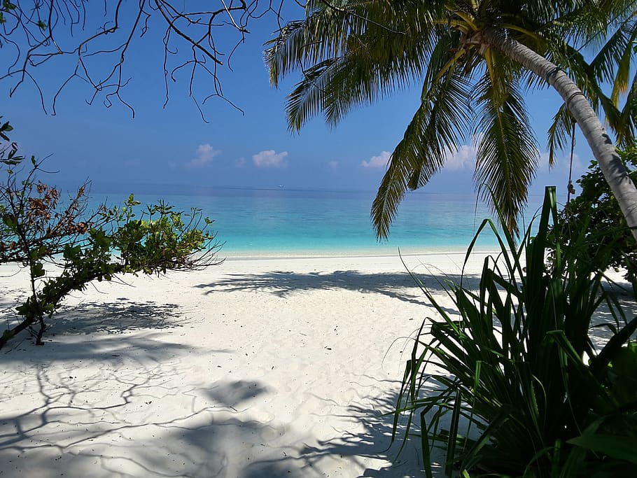 beach, coast, tree, sand, water, sea, plant, land, sky, beauty in nature HD wallpaper