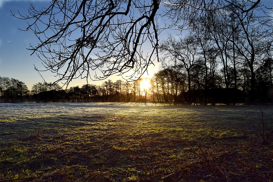 winter, frost, tree, sky, nature, sun, plant, tranquility, beauty in nature HD wallpaper