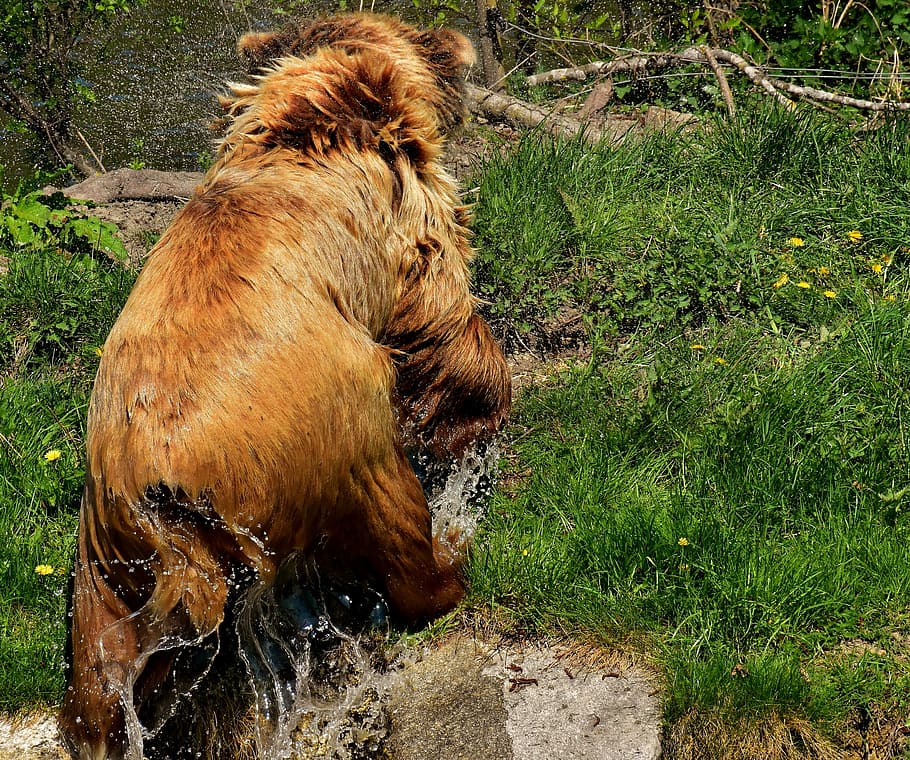 1366x768px-free-download-hd-wallpaper-european-brown-bear-nature