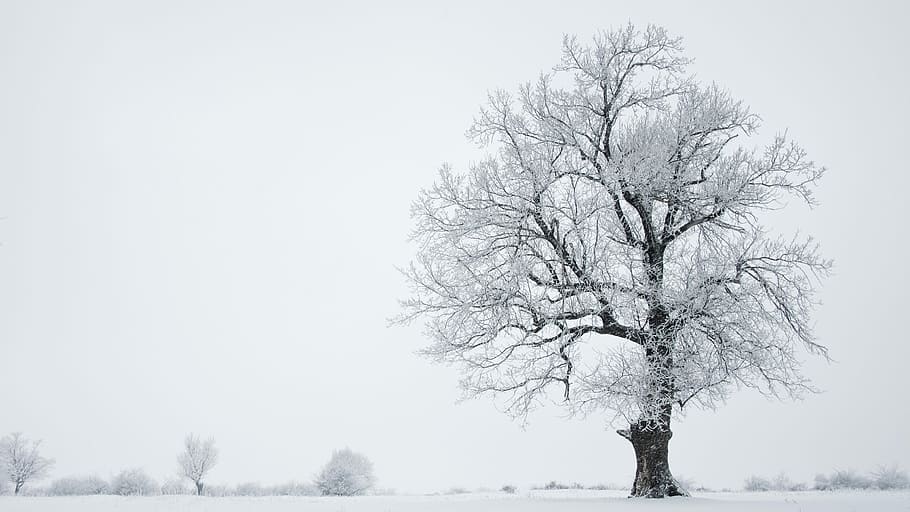 tree on snowy weather, leafless tree, winter, black and white HD wallpaper