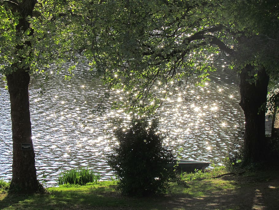 water, sparkle, tree, lake, plant, land, growth, forest, tree trunk HD wallpaper