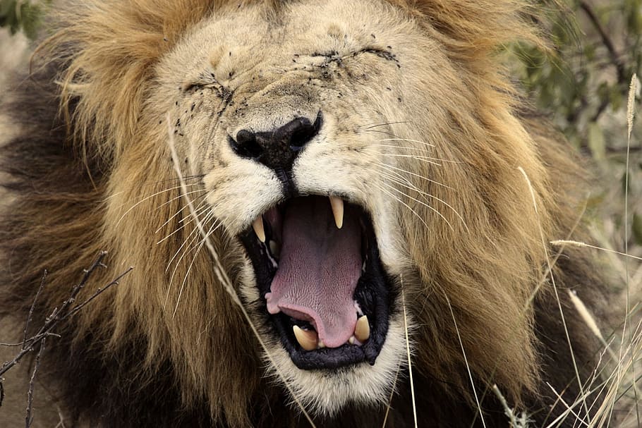close-up photography of brown lion, yawn, king of the jungle, HD wallpaper