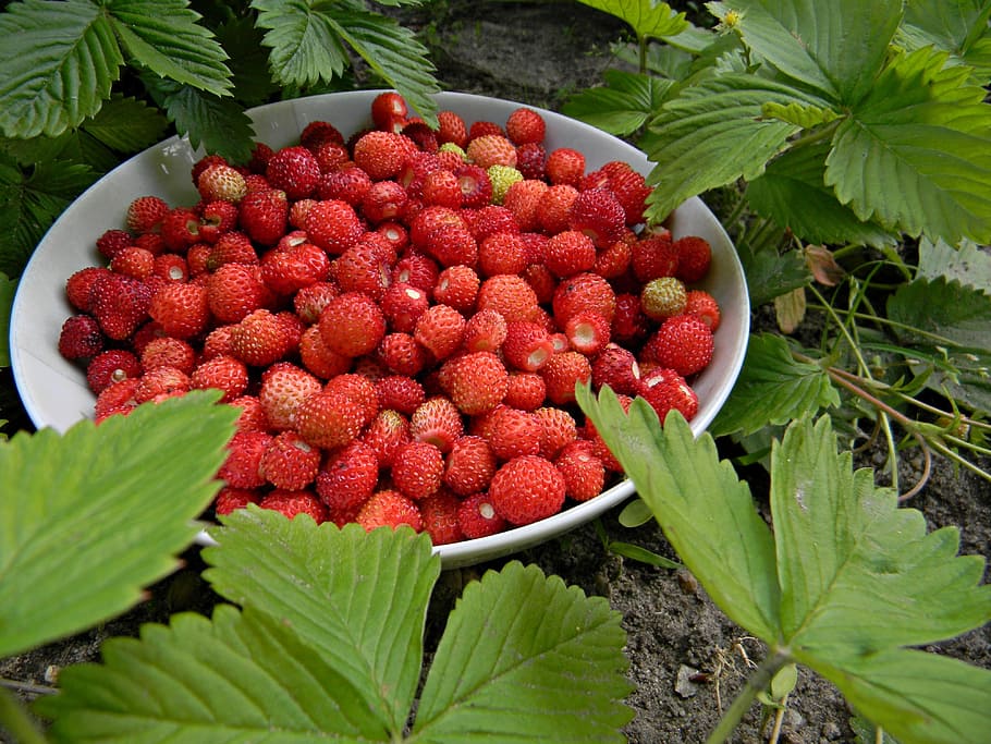 Fragaria Vesca, Fruit, Foliage, red, sweet, garden, leaf, food and drink HD wallpaper