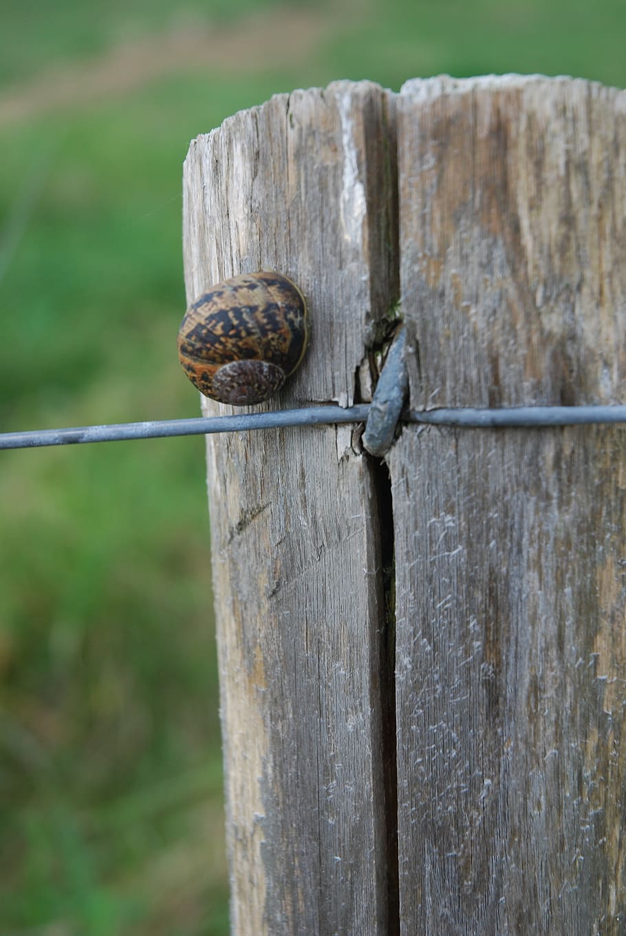 snail, pre, post, animal themes, mollusk, animal wildlife, wood - material HD wallpaper