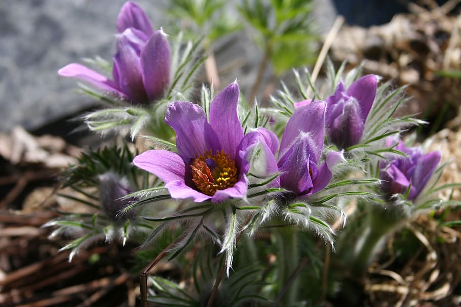 kylmänkukka, flower, spring, small, hairy, purple, the awakening of the, HD wallpaper