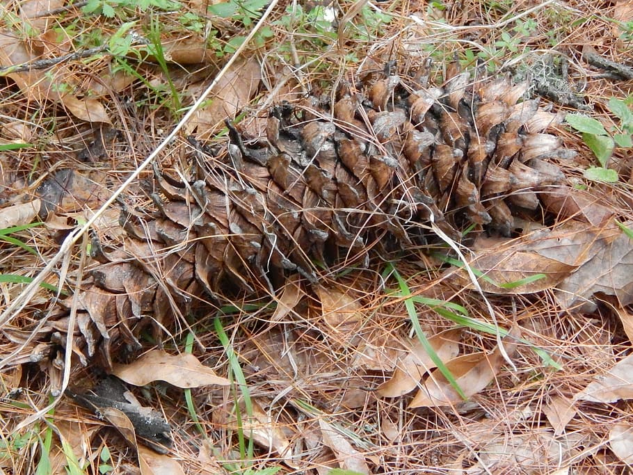 Pineapple, Pine, Forest, Tree, pine needles, pine branch, pinnace HD wallpaper