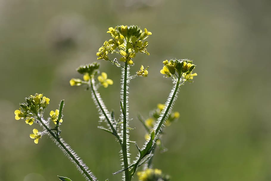 rapeseed, flower, single, plant, highlighted, morning, sunrise HD wallpaper