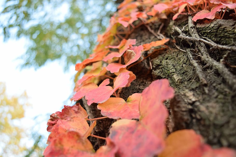 leaves, red, branch, leaf, fall, autumn, season, nature, tree HD wallpaper
