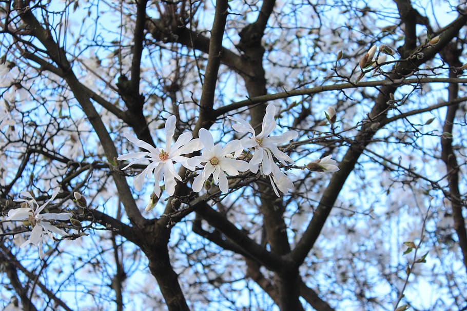 spring, flower, tree, white, bloom, blossom, fresh, leaf, sky HD wallpaper