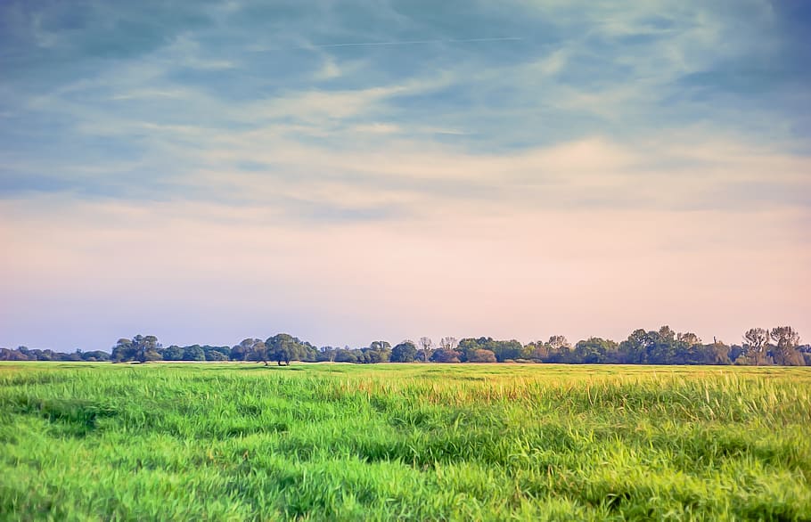 landscape photography of green leaves field, meadow, grass HD wallpaper