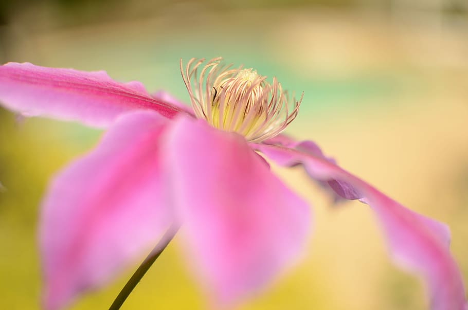 By the pool, selective focus photography of pink petaled flower HD wallpaper