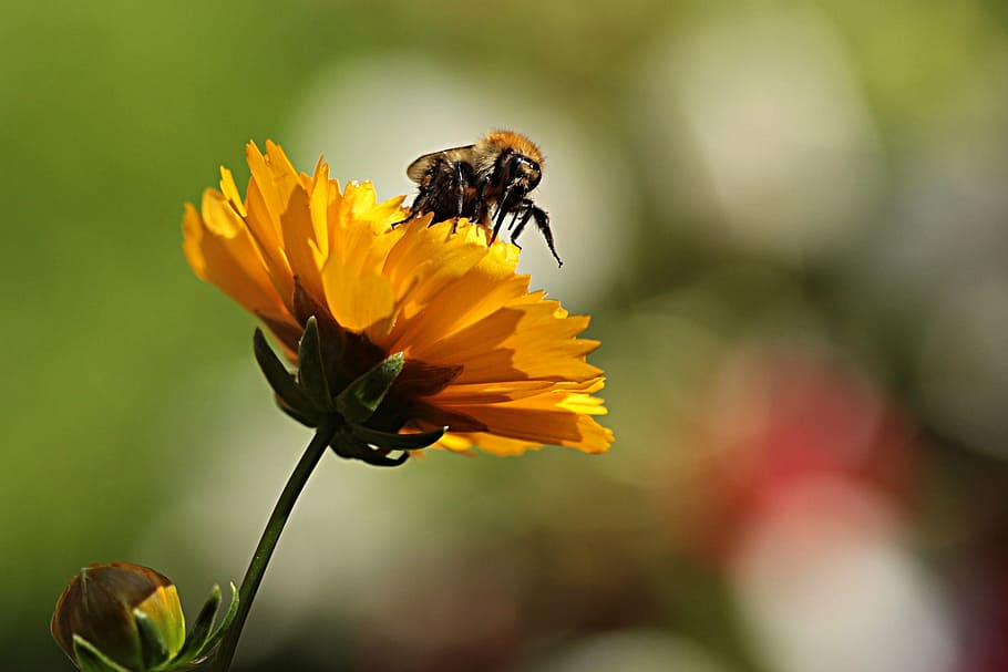 flower, yellow, bee, pollen, garden, flowering plant, beauty in nature HD wallpaper