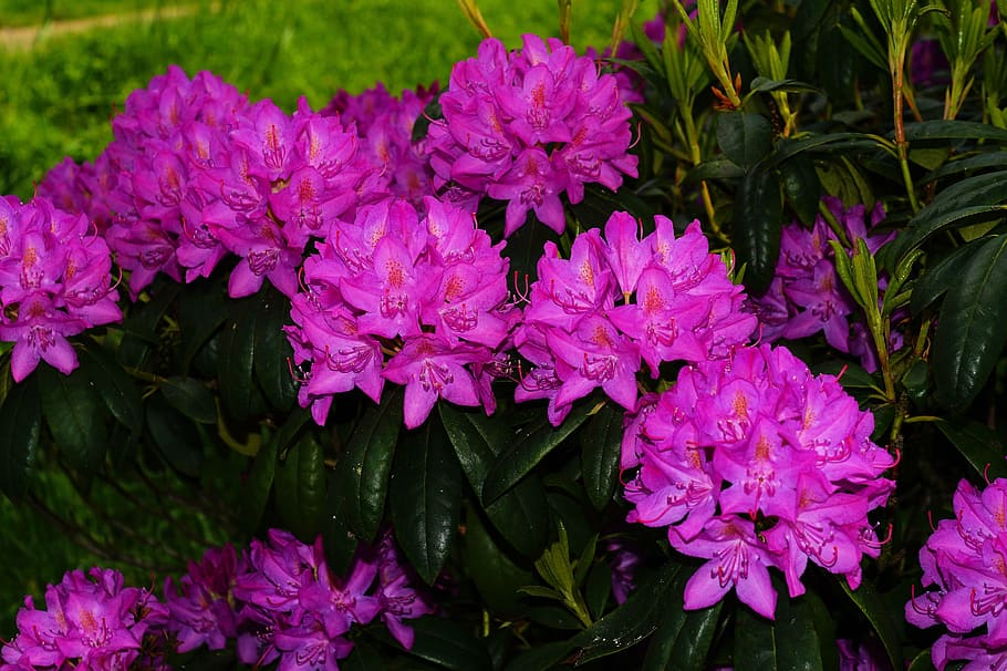 HD wallpaper: rhododendrons, flowers, bush, purple, tender, beautiful ...