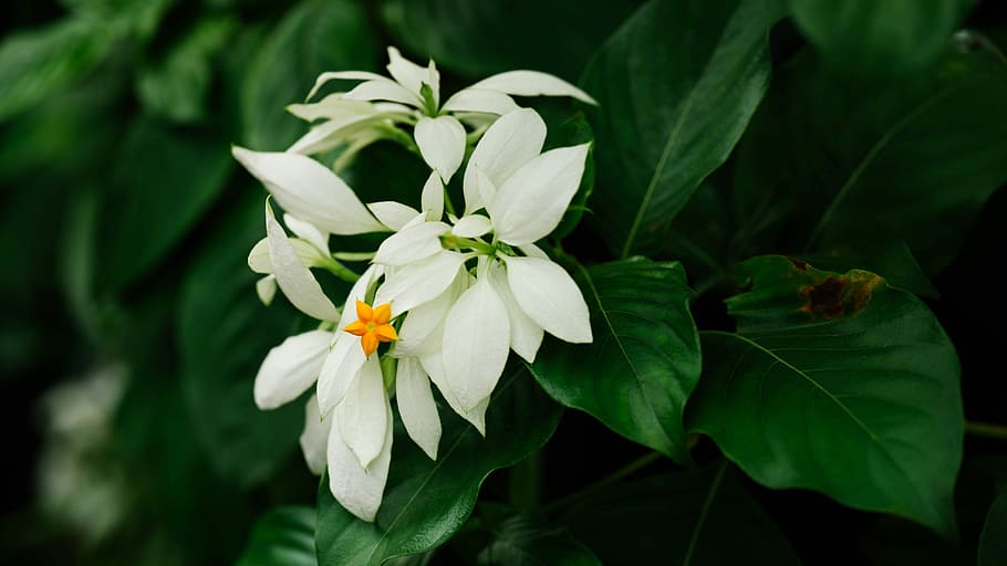 shallow focus photo of white flowers near green leaves, selective focus photography of white petaled flowe HD wallpaper
