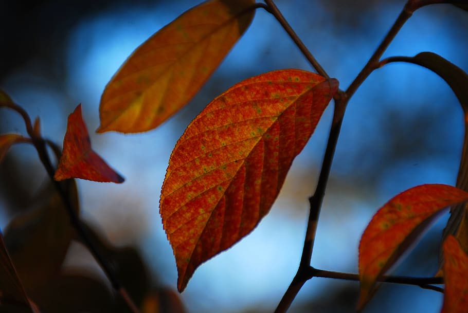 leaf, leaves, fall, autumn, nature, plant, natural, season HD wallpaper