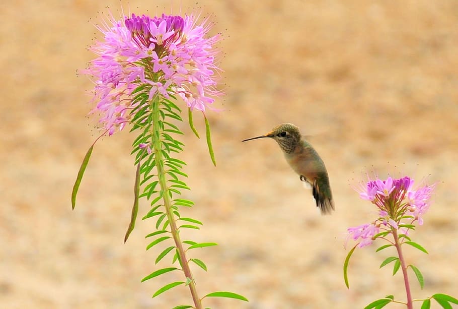brown hummingbird near pink flower, rufous hummingbird, wildlife, HD wallpaper