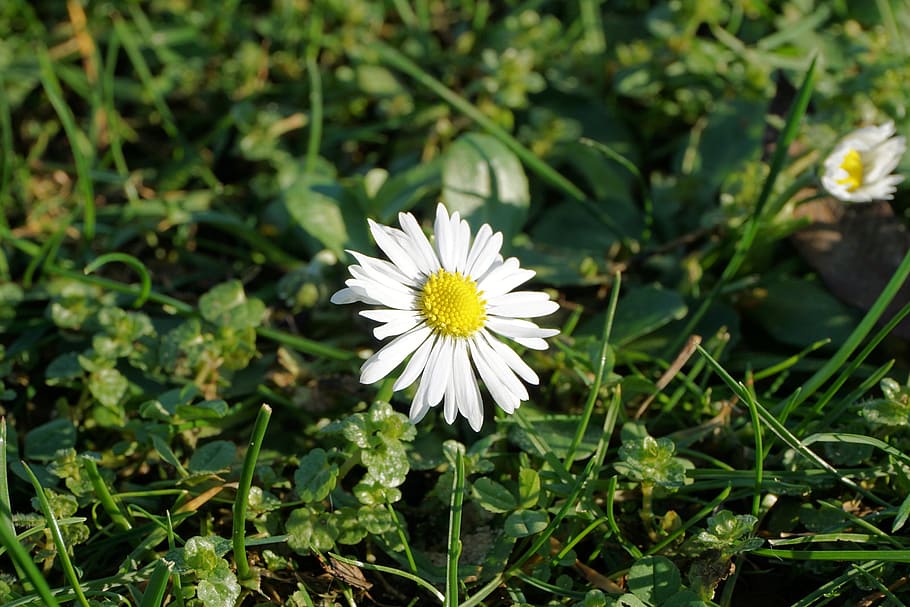 Flower, Daisy, White, Plant, Meadow, flora, nature, blossom HD wallpaper