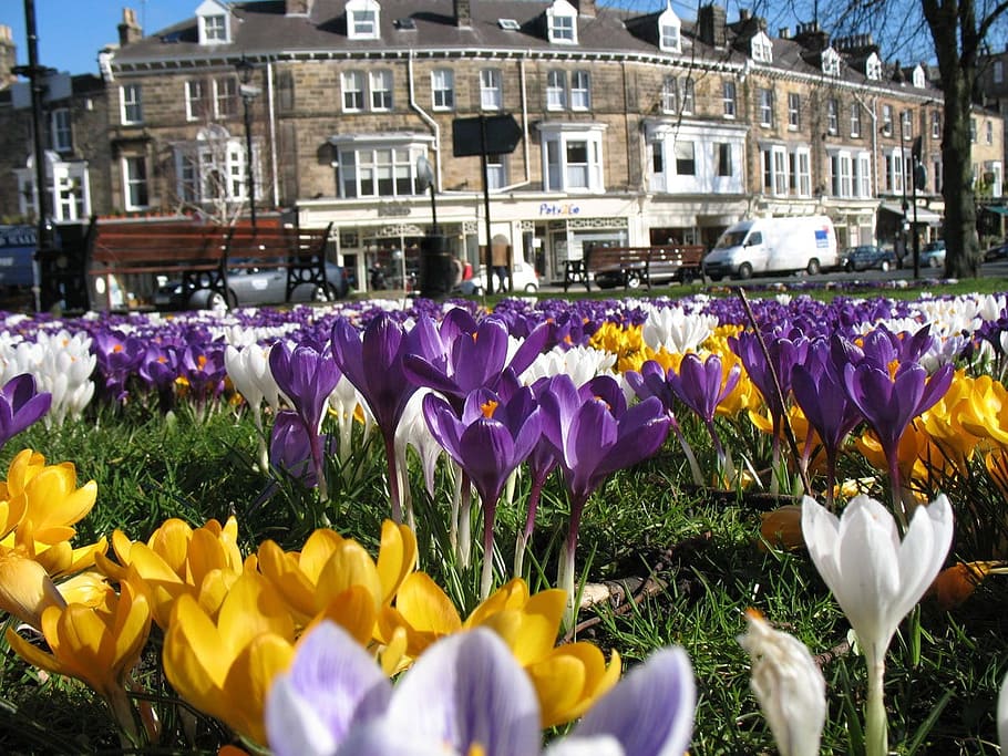 crocus, crocuses, park, bloom, blossom, spring, close, detail HD wallpaper