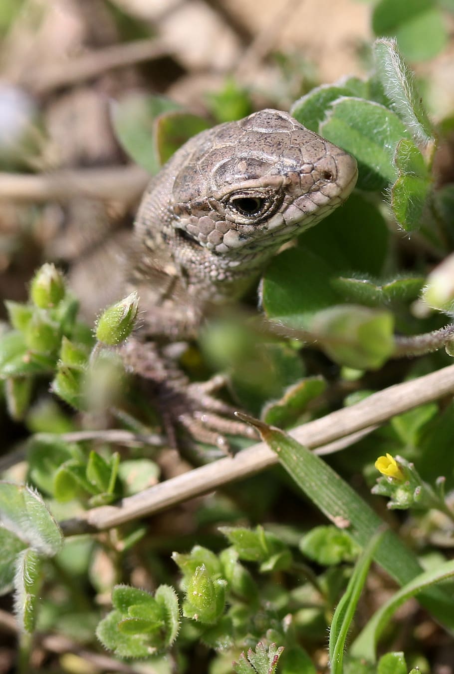 the lizard, reptile, hidden, grass, animal wildlife, one animal HD wallpaper