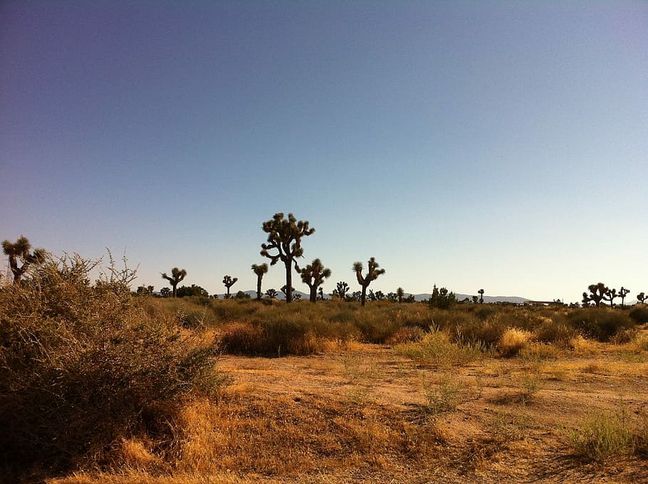 Desert, Arid, La, Landscape, Dry, desert landscape, cactus HD wallpaper