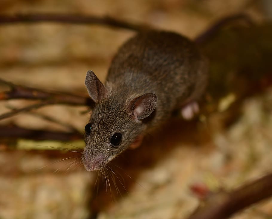 Mouse, Nager, Rodent, Shrew, grey brown, small, sweet, curious HD wallpaper