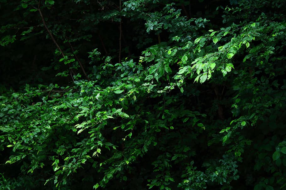 Leaves, Green, Dark, forest, nature, green color, plant, fern HD wallpaper