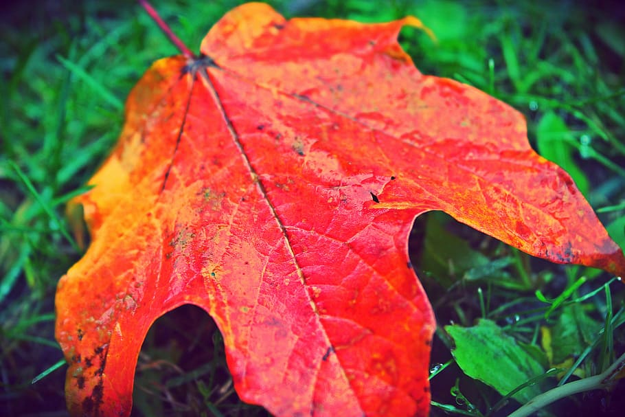 leaf, autumn, fall, red, yellow, nature, season, orange, color HD wallpaper