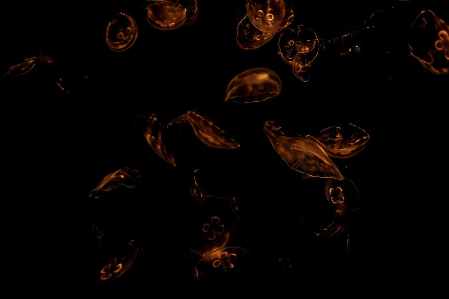 red, water, dark, motion, image, jellyfishes, shapes, wet, studio shot HD wallpaper