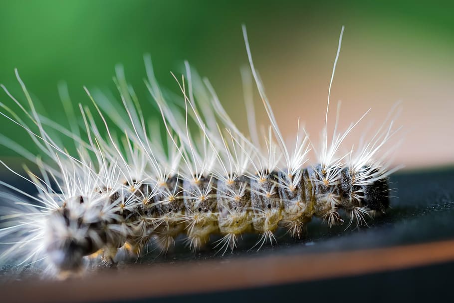 caterpillar, macro, nature, close, insect, animal themes, one animal HD wallpaper