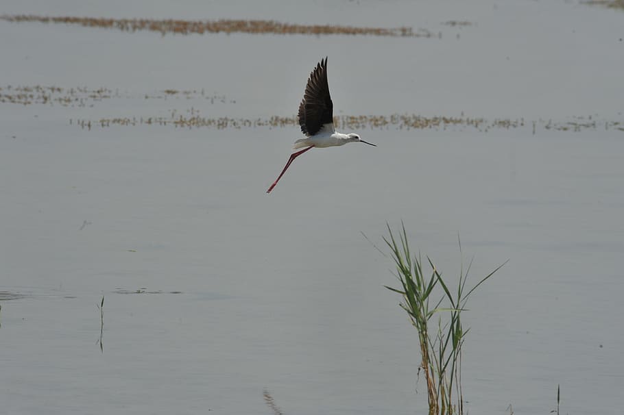 Bird, Wild, Flight, Stilt, one animal, animals in the wild HD wallpaper