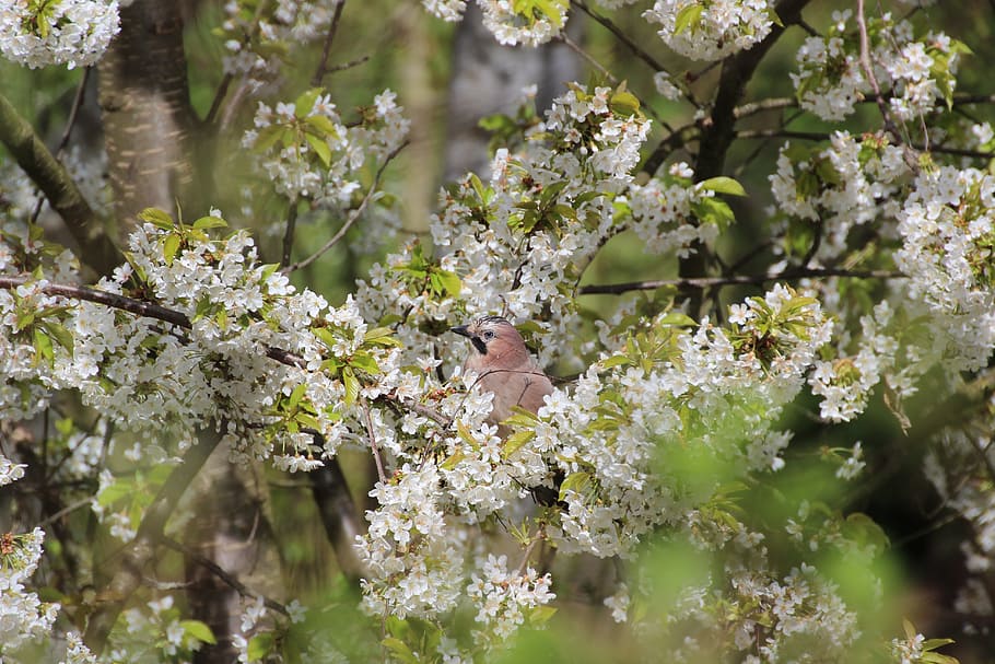 Jay, Bird, Spring, Flowers, Aesthetic, branches, animal, nature, HD wallpaper