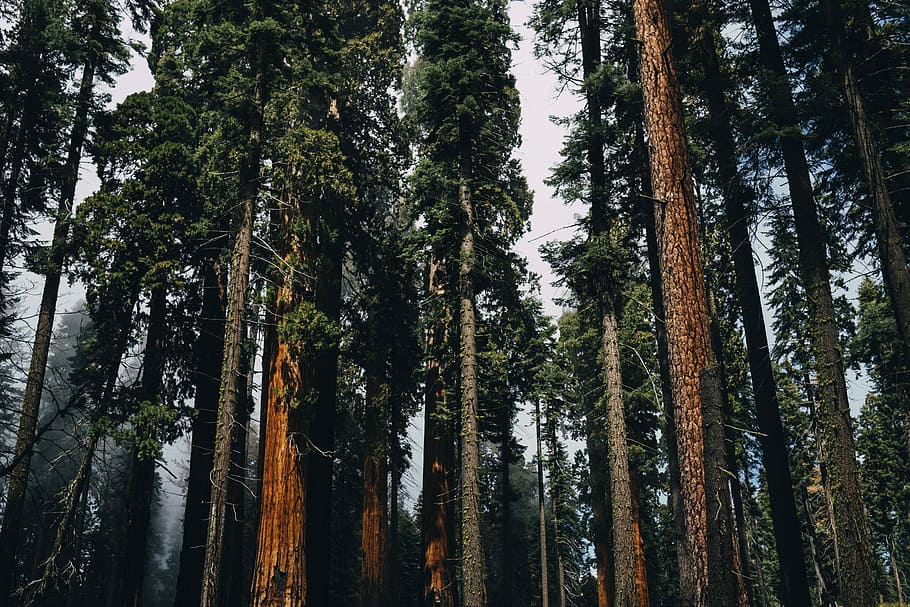 tall trees at daytime, black, branches, brown, forest, gray, green HD wallpaper