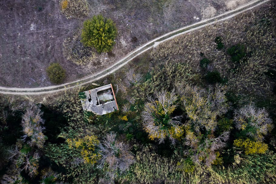 aerial view of green trees, aerial view of house near road surround trees HD wallpaper
