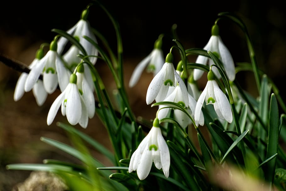 snowdrop, green, spring flower, close, white, nature, plant HD wallpaper