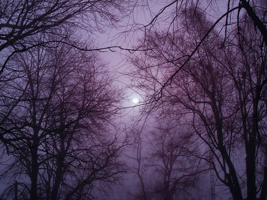 silhouette of trees under moon, winter, fog, outside, cold HD wallpaper