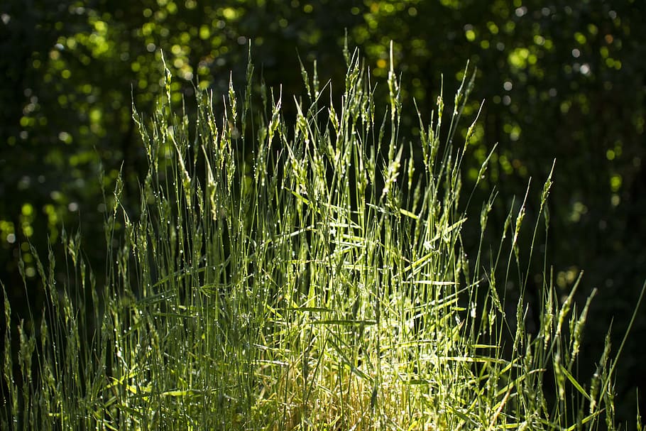 grass, dew, water drops, summer, green, nature, plant, outdoors HD wallpaper