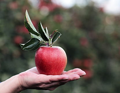shallow focus photography of red apple on person hand, apple orchard HD wallpaper