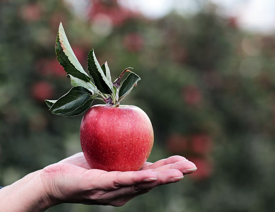 shallow focus photography of red apple on person hand, apple orchard HD wallpaper