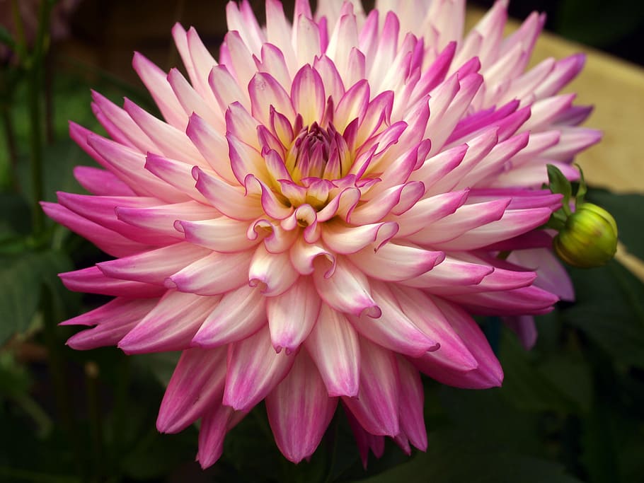 flower, dahlia, bloom, flowering plant, fragility, petal, freshness HD wallpaper