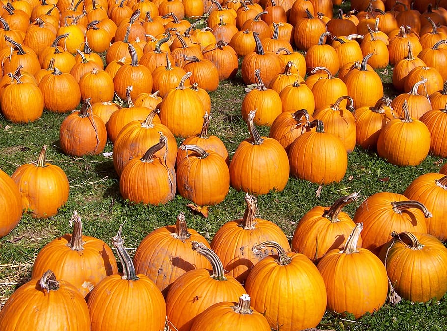 Pumpkins, Autumn, Fall, Halloween, holiday, seasonal, harvest HD wallpaper
