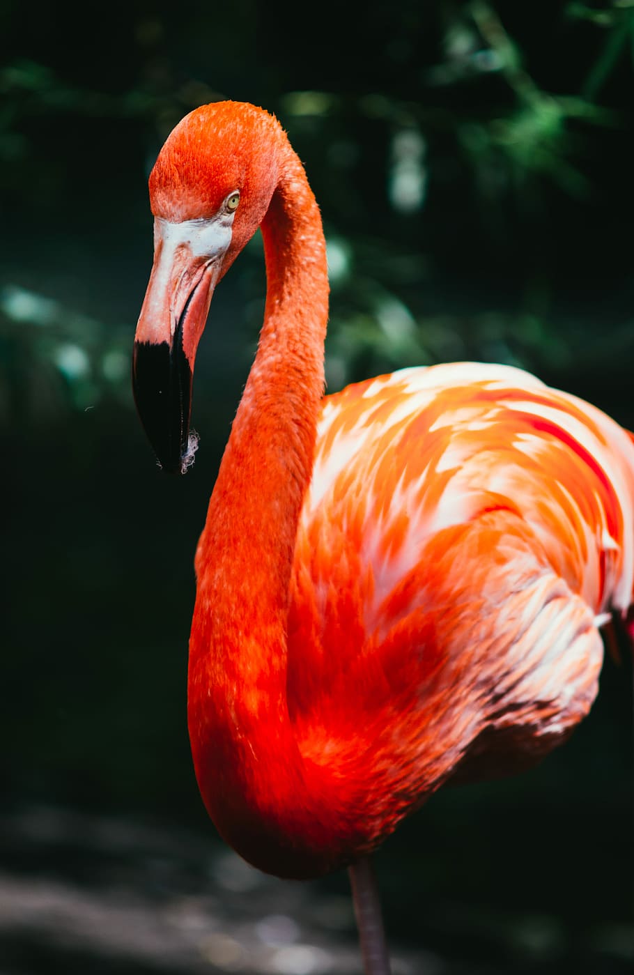 flamingo in macro shot photography, red flamingo, bird, exotic, HD wallpaper