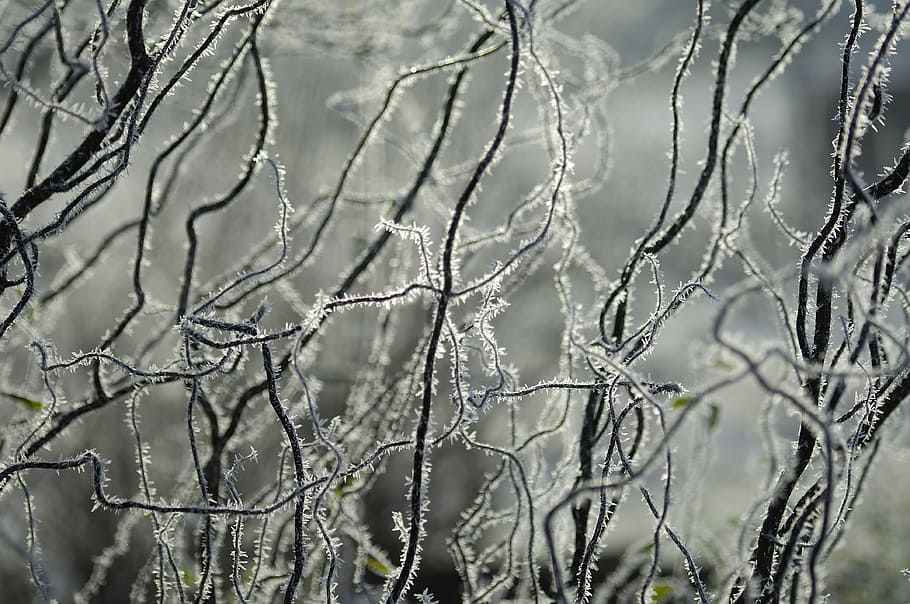 Ice, Hoarfrost, Winter, Branches, aesthetic, cold, icy, nature HD wallpaper
