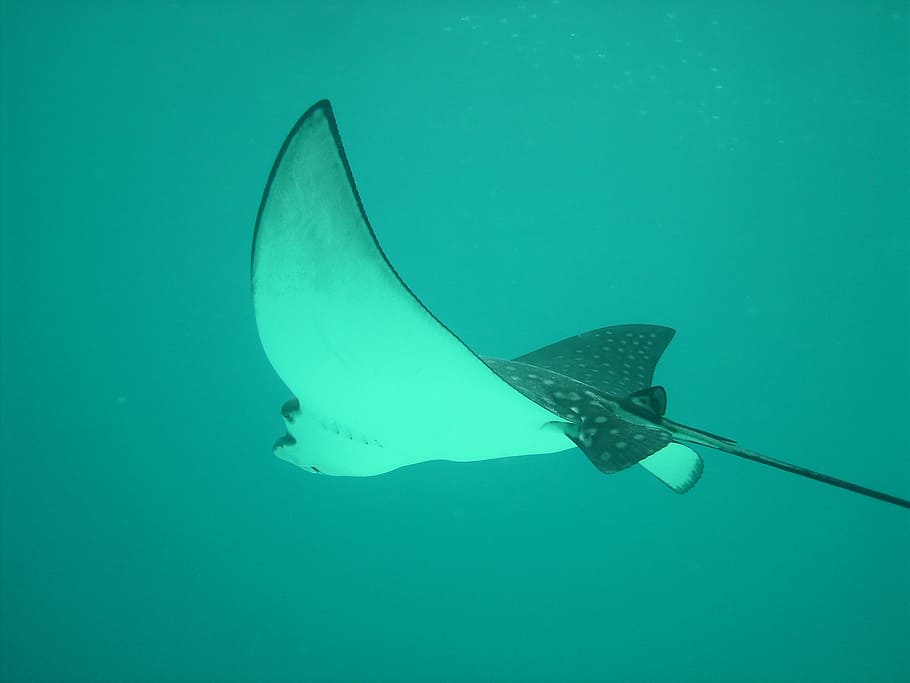 white and black sting ray swimming on water, eagle rays, sting rays HD wallpaper